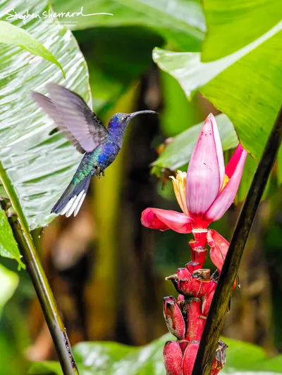 Hummingbirds of Costa Rica